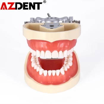 Обучение модел на зъбите Azdent Стоматологичен Typodont с подвижни стандартни 32 бр ввинчивающимися зъби Демонстрация