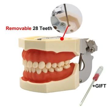 Подвижен модел на зъбите Модел на зъбите модел на венците Обучение Модел на зъбите Стандартна Демонстрация на модел на дентална Типодонта С Подвижна Зъб